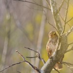 Zimowe warsztaty, fotografowanie drapieżników