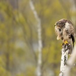 Zimowe warsztaty, fotografowanie drapieżników