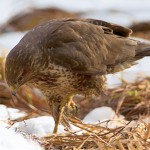 Zimowe warsztaty, fotografowanie drapieżników