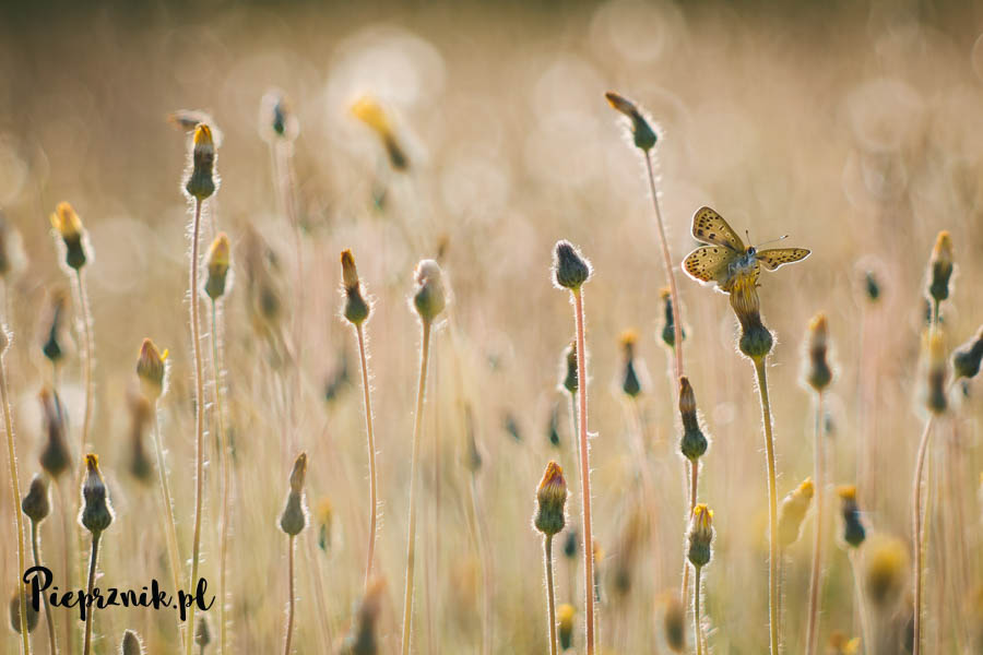 fot. Marianna Kasperczyk