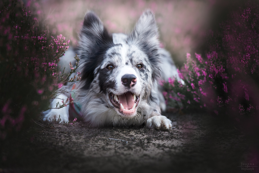 fot. Joanna Wojtaszyk