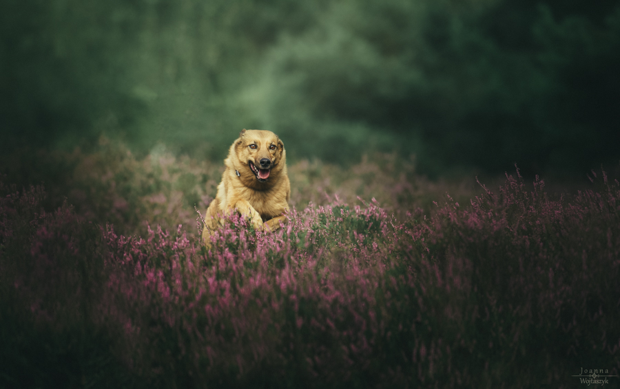 fot. Joanna Wojtaszyk