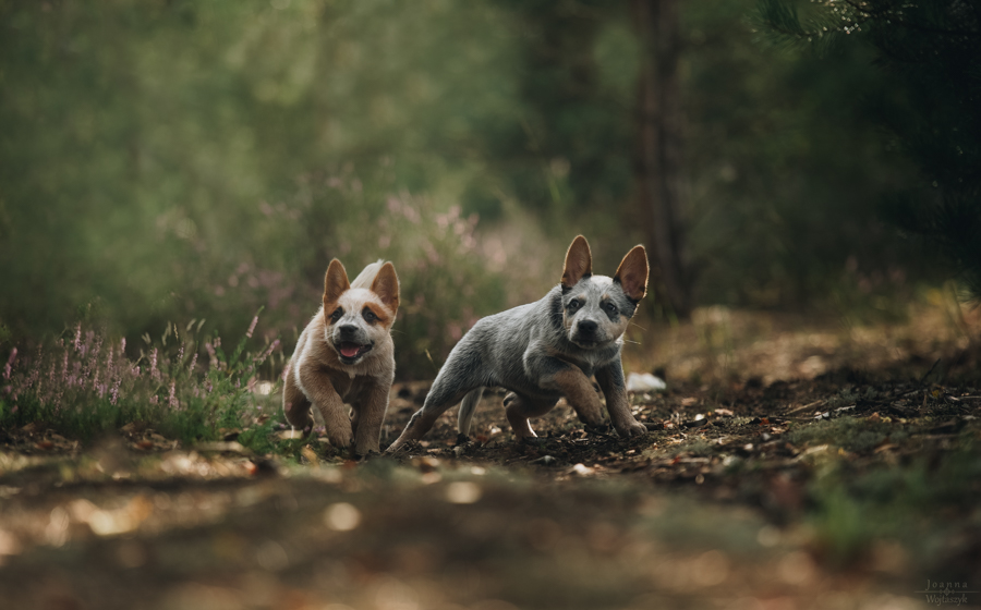 fot. Joanna Wojtaszyk