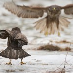 Zimowe warsztaty, fotografowanie drapieżników