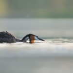 Fotografowanie zwierząt wodnych na żerowiskach - Górzyca, 3-5 czerwca 2011