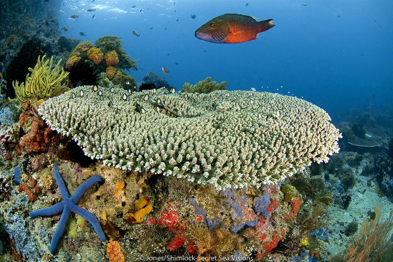 Reef Scenic w/ Red lined Wrasse