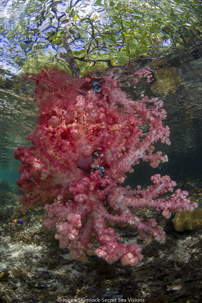 Soft Coral growing on Mangrove Roots in Blue Water Mangroves