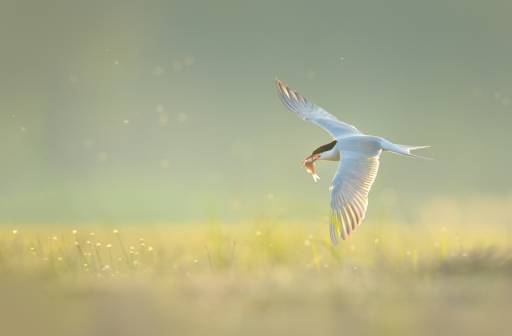 Wiosenne fotografowanie ptaków tokujących - Boleszkowice