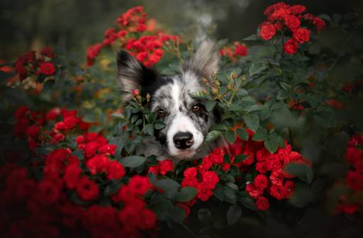 Webinar: Fotografia psów - Webinar