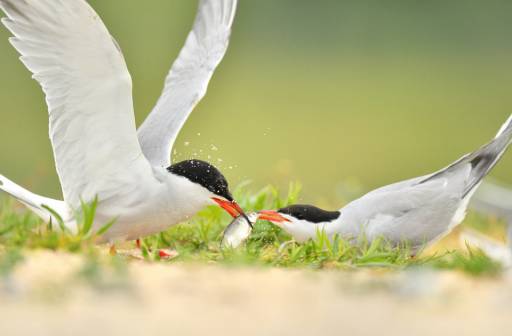 Letnie fotografowanie ptaków wodnych na żerowiskach - Boleszkowice