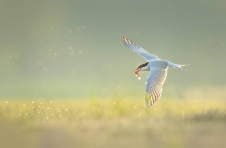 Wiosenne fotografowanie ptaków tokujących - Boleszkowice