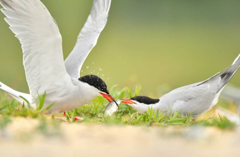 Letnie fotografowanie ptaków wodnych na żerowiskach - Boleszkowice